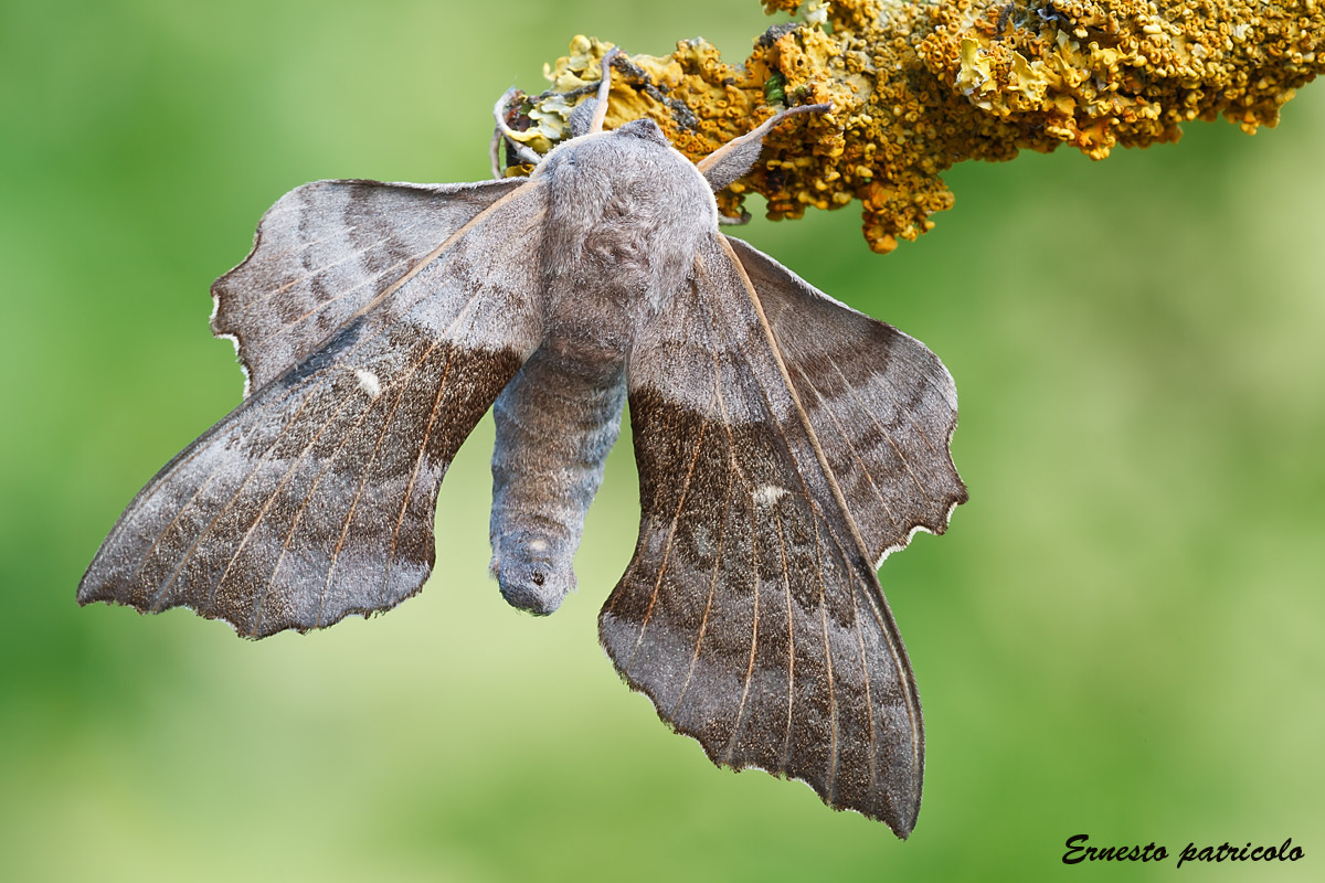 falena da identificare
